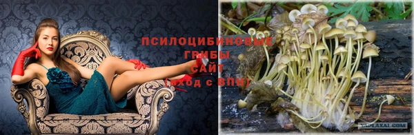 крисы Алзамай